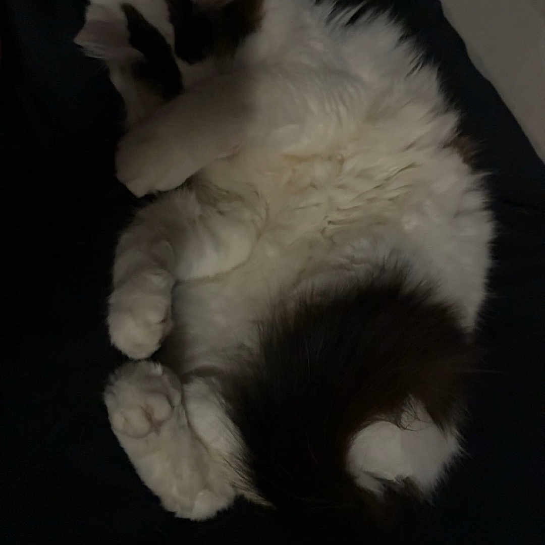 Snowball