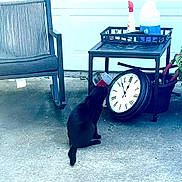 Boo is registered to the contest to win money with this photo: animal, black_cat, cat, chair, cleaning_supplies, clock, concrete, curious, daylight, domestic_cat, feline, household, outdoor, pet, potted_plant, side_view, sitting, still_life, table, time