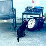animal, black_cat, cat, chair, cleaning_supplies, clock, concrete, curious, daylight, domestic_cat, feline, household, outdoor, pet, potted_plant, side_view, sitting, still_life, table, time