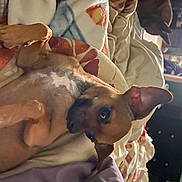 Ducky is registered to the contest to win money with this photo: abdomen, art, barechested, canidae, carnivore, chest, child, comfort, dog_breed, event, fawn, felidae, flesh, fun, fur, linens, room, service, sporting_group, working_animal