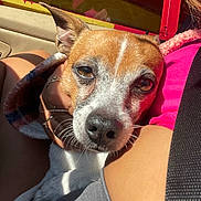Papi joined the competition — help win amazing prizes! dog, small_dog, close_up, brown_and_white, pet, human_hand, car_interior, seatbelt, sunlight, pink_shirt, gray_pants, cozy, resting, animal, companion, domestic, cute, face, ears, whiskers