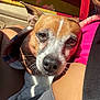 dog, small_dog, close_up, brown_and_white, pet, human_hand, car_interior, seatbelt, sunlight, pink_shirt, gray_pants, cozy, resting, animal, companion, domestic, cute, face, ears, whiskers