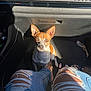 dog, car_interior, sunlight, jeans, ripped_jeans, floor_mat, small_dog, brown_and_white, ears, pet, looking_up, shadow, human_legs, casual_clothing, seat, car_door, seatbelt, vehicle, daylight, waiting