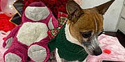 Papi joined the competition — help win amazing prizes! dog, pet, green_sweater, plush_toy, purple_bear, red_roses, bouquet, pink_blanket, rose_petals, balloons, name_balloons, bed, tablet, indoor, celebration, decor, cozy, small_dog, animal, festive