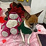 dog, pet, green_sweater, plush_toy, purple_bear, red_roses, bouquet, pink_blanket, rose_petals, balloons, name_balloons, bed, tablet, indoor, celebration, decor, cozy, small_dog, animal, festive