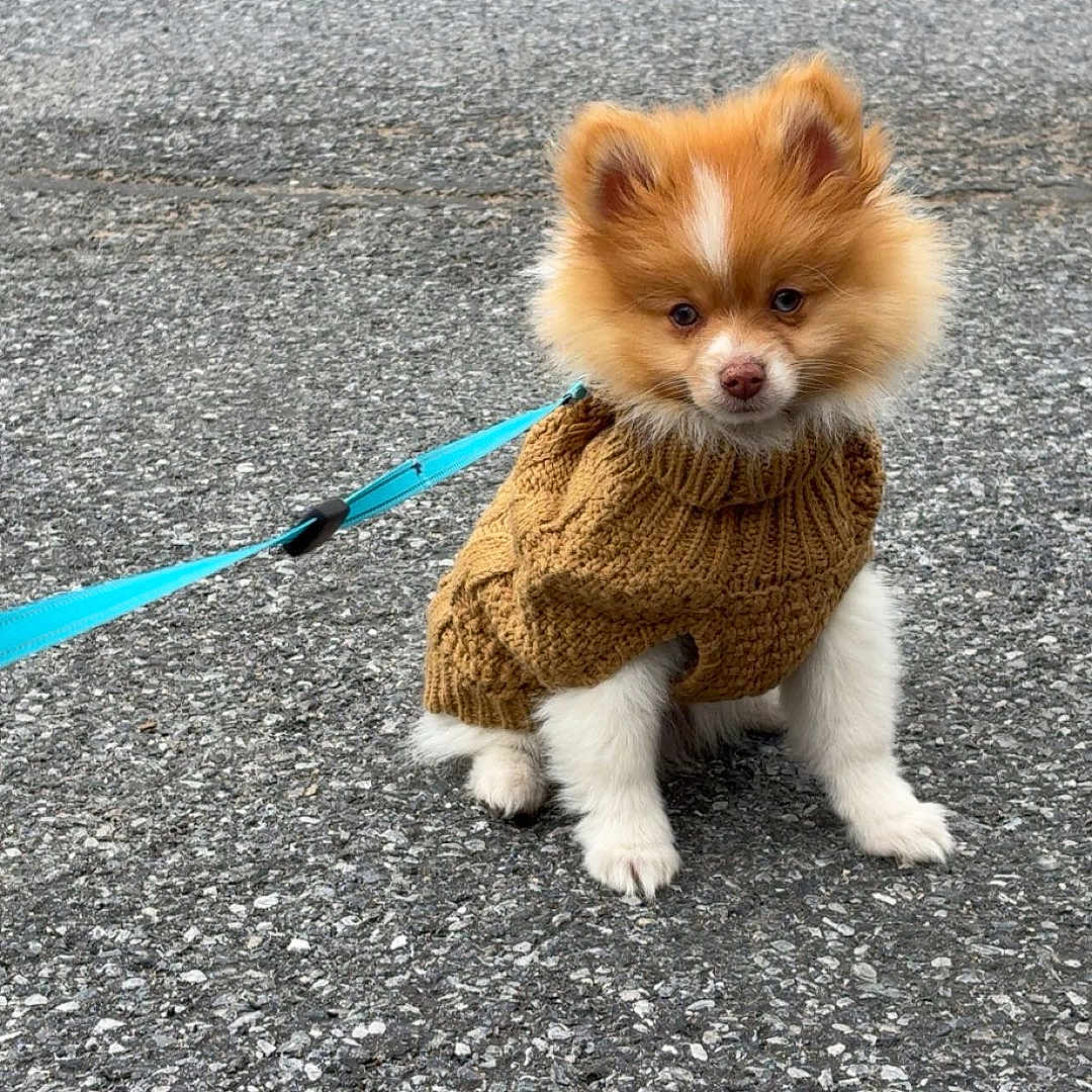 Ervin is registered to the contest to win money with this photo: adorable, animal, asphalt, brown_sweater, companion, cute, dog, domestic_animal, fluffy, fur, leash, outdoor, pet, puppy, road, sitting, small_dog, walking, winter_clothing, young_dog
