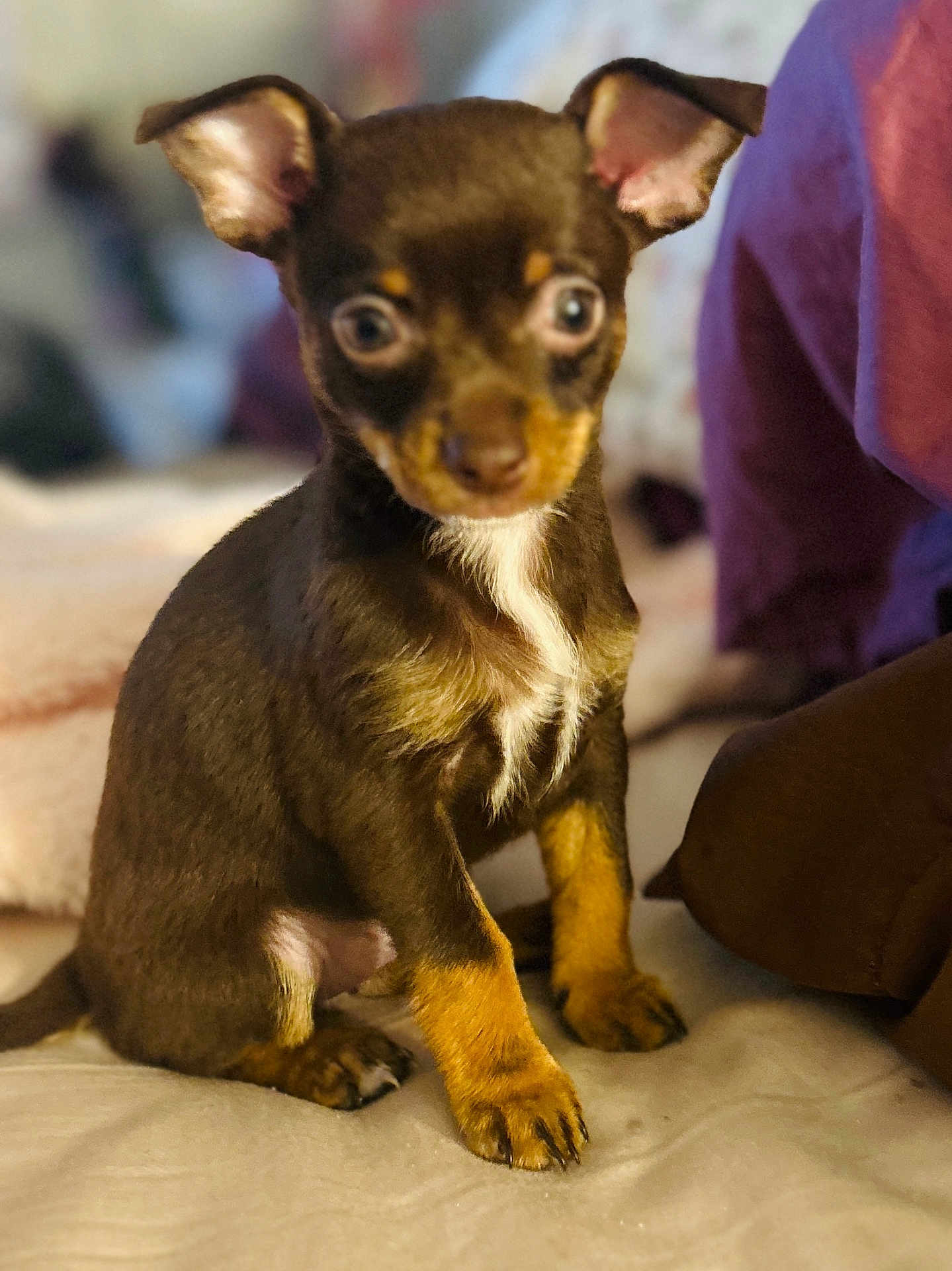 Butter Cup is registered to the contest to win money with this photo: puppy, dog, small_dog, brown_fur, tan_fur, ears, cute, pet, animal, indoor, soft_surface, blurred_background, sitting, young_dog, curious, fur, close_up, domestic_animal, companion, adorable