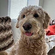 Melek joined the competition — help win amazing prizes! blanket, close_up, companion, couch, cozy, curly_fur, cute, dog, domestic_animal, fur, furniture, happy, indoor, living_room, mammal, pet, pillow, sunlight, tongue_out, window_blinds