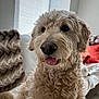 blanket, close_up, companion, couch, cozy, curly_fur, cute, dog, domestic_animal, fur, furniture, happy, indoor, living_room, mammal, pet, pillow, sunlight, tongue_out, window_blinds