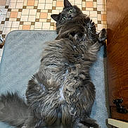 Willow is registered to the contest to win money with this photo: animal, cat, cozy, curious, feline, fluffy, fur, gray_cat, green_eyes, home, indoor, lying_down, paw, pet, relaxed, rug, tail, tile_floor, whiskers, wooden_cabinet