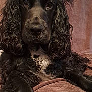 Becky participe au concours pour gagner de l'argent avec cette photo : dog, black_dog, curly_fur, pink_hair_ties, ears_up, couch, indoor, pet, animal, fur, close_up, portrait, relaxed, brown_couch, cute, playful, whimsical, furniture, mammal, companion