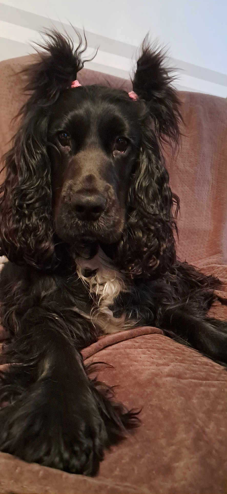Becky participe au concours pour gagner de l'argent avec cette photo : dog, black_dog, curly_fur, pink_hair_ties, ears_up, couch, indoor, pet, animal, fur, close_up, portrait, relaxed, brown_couch, cute, playful, whimsical, furniture, mammal, companion