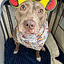 Bonnie joined the competition — help win amazing prizes! animal, bandana, blanket, brown, canine, costume, cozy, cute, dog, ears, enclosure, face, furry, indoor, looking_up, pet, playful, portrait, sitting, soft