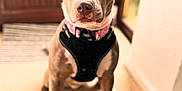Bonnie is registered to the contest to win money with this photo: alert, animal, brown_dog, canine, carpet, collar, cute, dog, domestic_animal, door, ears_up, facing_camera, harness, house, indoor, pet, portrait, sitting, window, young_dog