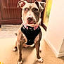 alert, animal, brown_dog, canine, carpet, collar, cute, dog, domestic_animal, door, ears_up, facing_camera, harness, house, indoor, pet, portrait, sitting, window, young_dog