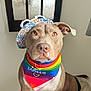 Bonnie is registered to the contest to win money with this photo: accessory, animal, bandana, brown_dog, calm, closeup, colorful, cute, decor, dog, ears, face, floral, hat, indoors, looking_at_camera, pet, portrait, sitting, window