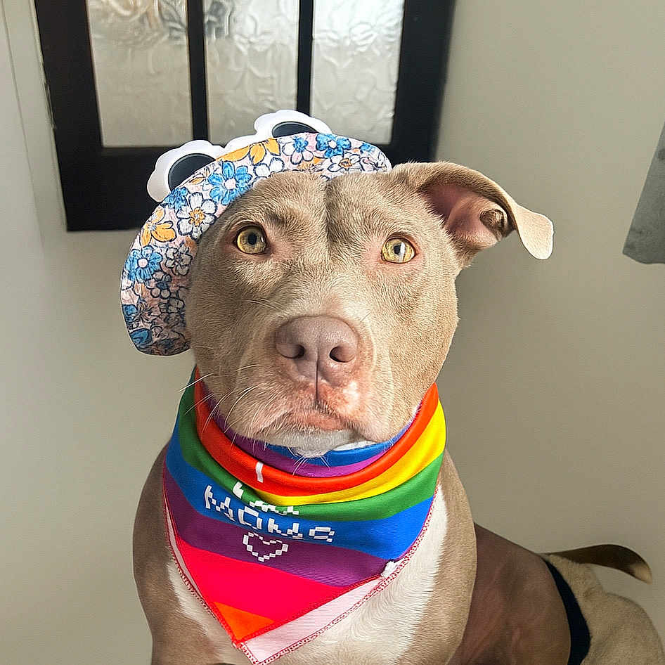Bonnie is registered to the contest to win money with this photo: accessory, animal, bandana, brown_dog, calm, closeup, colorful, cute, decor, dog, ears, face, floral, hat, indoors, looking_at_camera, pet, portrait, sitting, window