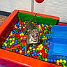 Bonnie joined the competition — help win amazing prizes! animal, ball_pit, blue_slide, canine, collar, colorful_balls, dog, excited, floor_mat, fun, happy_dog, indoor, jumping, pet, play_area, playful, red_ball, toy, vibrant_colors, white_brick_wall