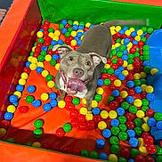 Bonnie joined the competition — help win amazing prizes! ball_pit, blue_balls, colorful_balls, dog, excited, fun, green_balls, happy, indoor, looking_up, orange_pit, pet, plastic_balls, play_area, playful, red_balls, smiling_dog, tail_wagging, tongue_out, yellow_balls