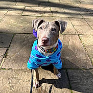 Bonnie joined the competition — help win amazing prizes! animal, blue_sweater, canine, collar, cute, dog, ears, leash, looking_up, nose, outdoor, paw, pet, polka_dots, puppy, shadow, sitting, stone_pavement, sunlight, young_dog