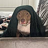 Bonnie is registered to the contest to win money with this photo: animal, blanket, brown, comfort, couch, cozy, dog, ears, eyes, face, fur, home, indoor, looking, nostrils, pet, portrait, resting, snout, white