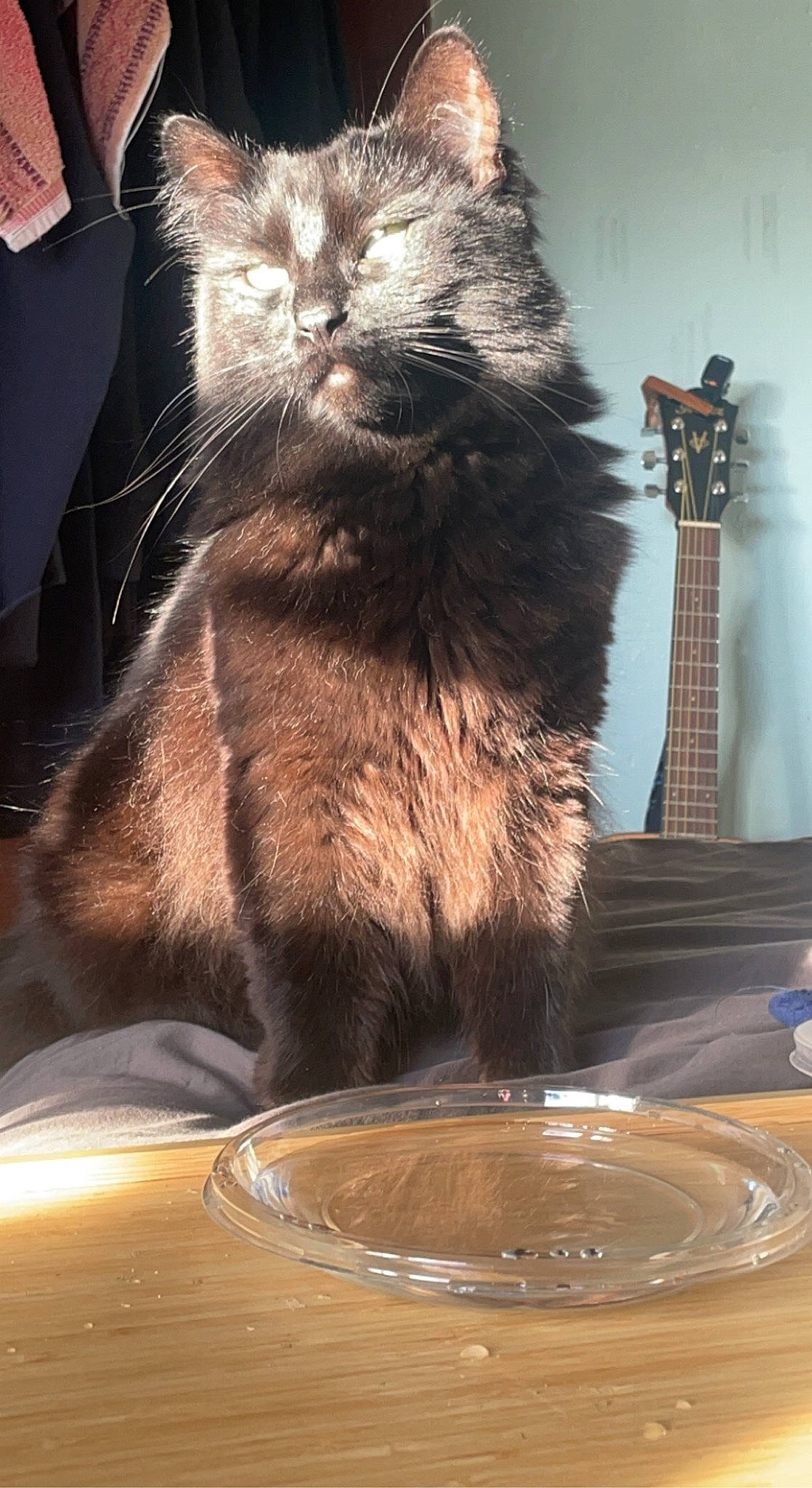 The Captain joined the competition — help win amazing prizes! black_cat, box, carnivore, cat, claw, domestic_short_haired_cat, felidae, fluid, fur, glass, light, liquid, paw, small_to_medium_sized_cats, still_life_photography, tail, whiskers