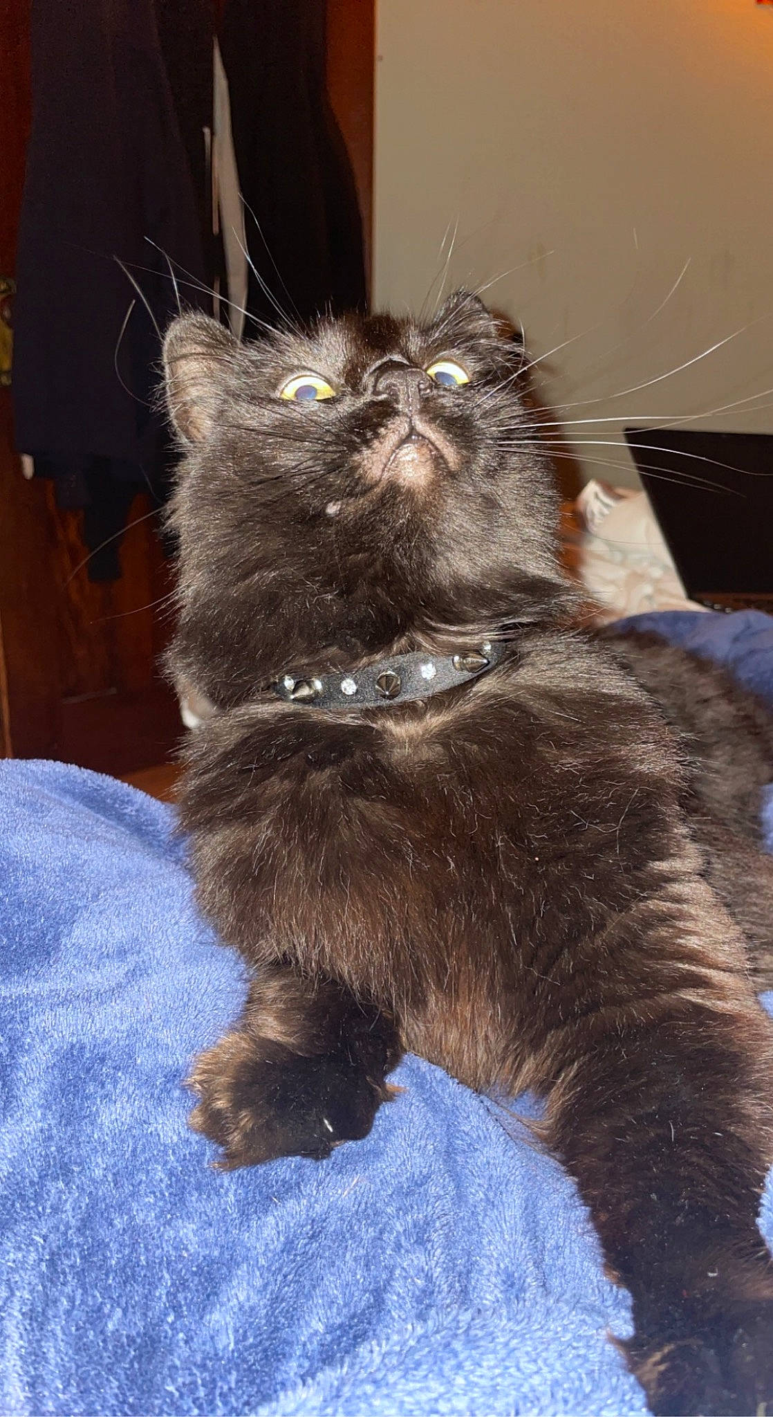 The Captain is registered to the contest to win money with this photo: black_cat, carnivore, cat, claw, comfort, dog_breed, domestic_short_haired_cat, ear, fawn, felidae, fur, liver, paw, small_to_medium_sized_cats, tail, terrestrial_animal, whiskers