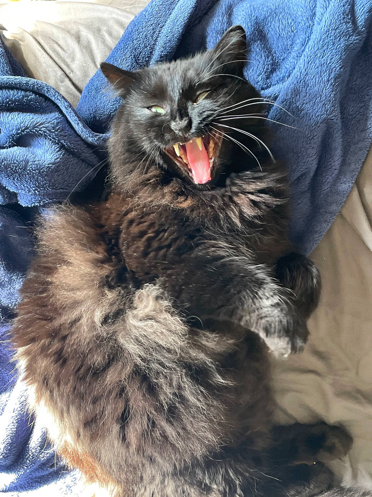 The Captain joined the competition — help win amazing prizes! black_cat, carnivore, cat, cat_toy, claw, comfort, domestic_short_haired_cat, electric_blue, fang, felidae, foot, fur, gesture, paw, sitting, small_to_medium_sized_cats, snout, tail, terrestrial_animal, whiskers