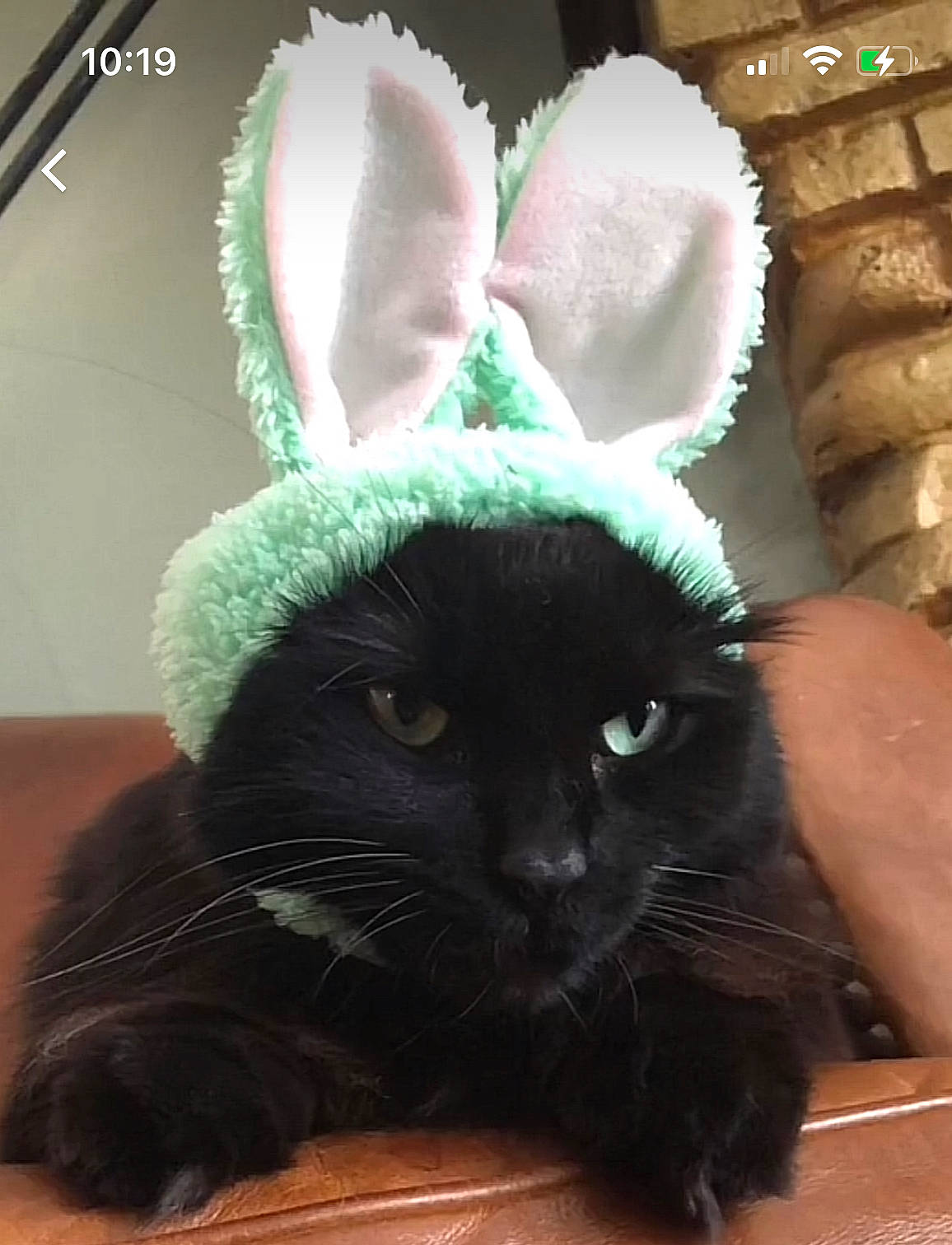 The Captain is registered to the contest to win money with this photo: cap, carnivore, cat, comfort, costume_accessory, costume_hat, ear, event, eye, fashion_accessory, felidae, fur, hat, natural_material, plush, small_to_medium_sized_cats, snout, tail, terrestrial_animal, whiskers