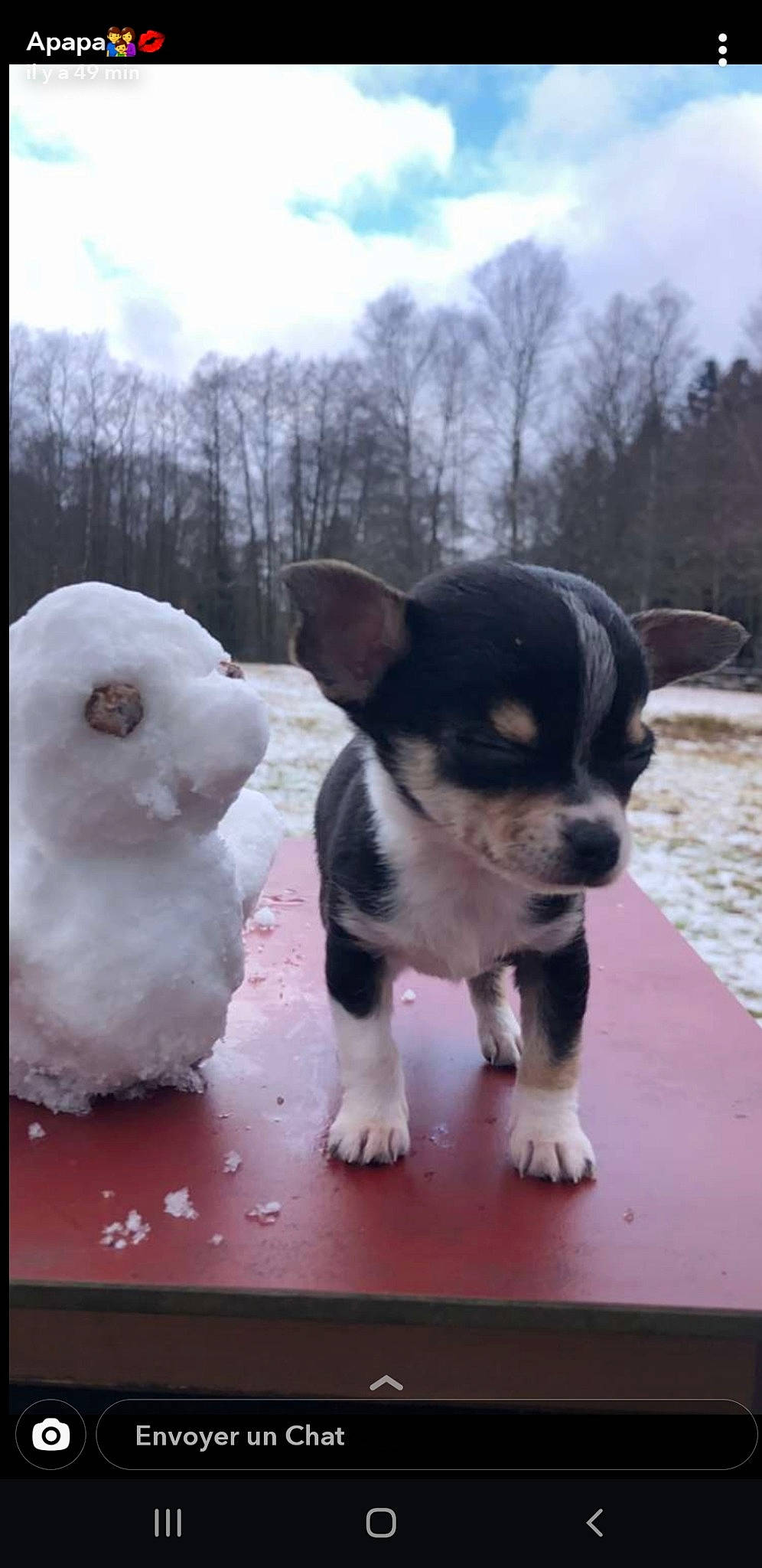 Olaf participe au concours pour gagner de l'argent avec cette photo : canidae, carnivore, chihuahua, companion_dog, dog, dog_breed, fawn, mammal, puppy, snout, sporting_group, toy_dog, vertebrate