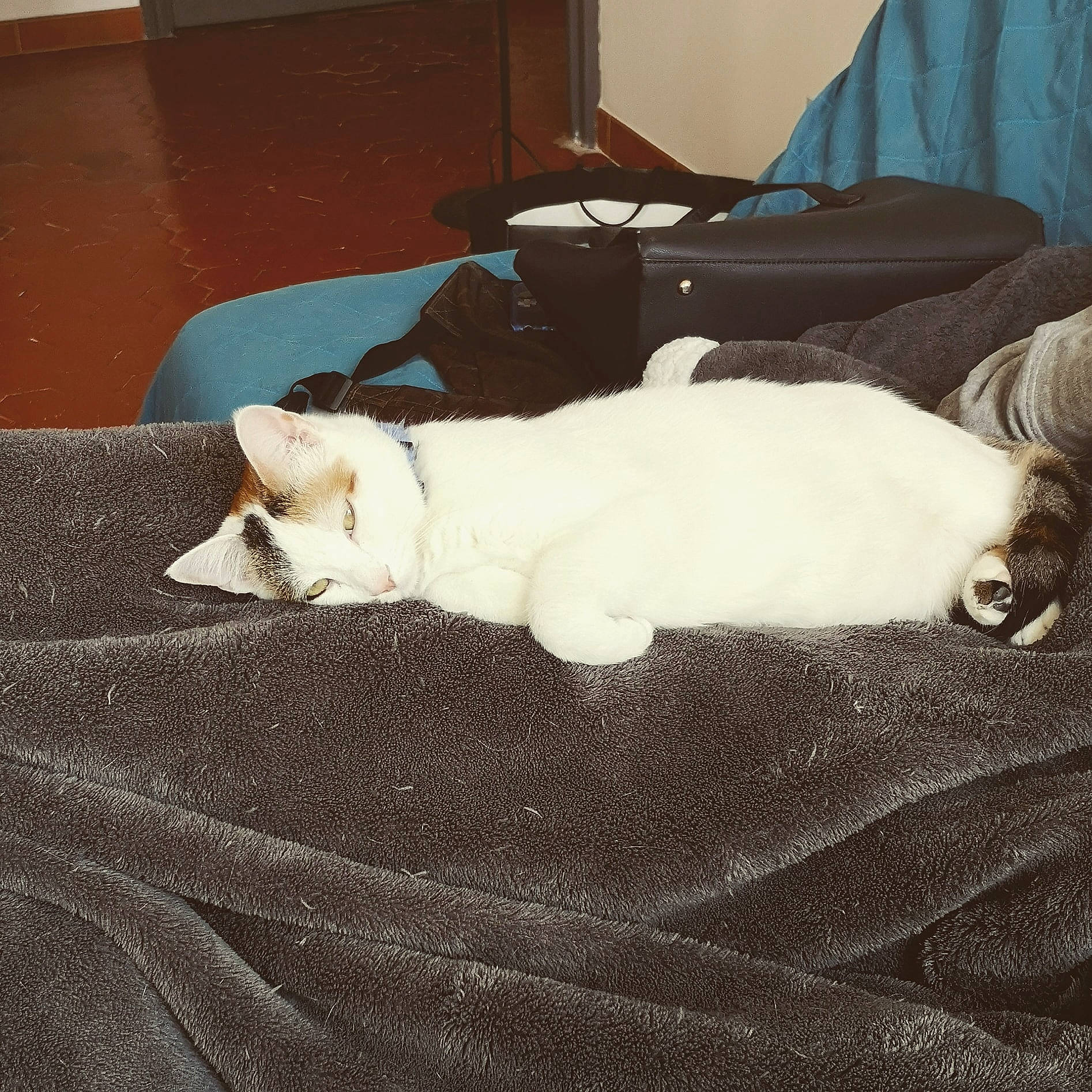 Pimousse participe au concours pour gagner de l'argent avec cette photo : bedding, carnivore, cat, comfort, companion_dog, couch, dog_breed, domestic_short_haired_cat, felidae, flooring, fur, grey, hardwood, linens, room, small_to_medium_sized_cats, tail, tints_and_shades, whiskers, wood