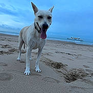 Uby participe au concours pour gagner de l'argent avec cette photo : animal, beach, blue_sky, canine, coast, collar, daytime, dog, happy, nature, outdoor, pet, playful, sand, sea, ship, shore, sky, tongue_out, water
