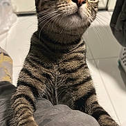 Sora joined the competition — help win amazing prizes! animal, cat, claws, close_up, curious, cute, domestic, feline, floor, fur, household, indoor, looking_up, mammal, paw, pet, striped, tabby, tile, whiskers