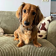 Achille a rejoint le concours — aidez-le/la à gagner de superbes lots ! dog, dachshund, puppy, couch, indoor, pet, fur, eyes, head_tilt, collar, wall, pillow, pattern, cozy, living_room, texture, snout, ears, curious, sitting