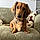 Achille