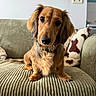 dog, dachshund, puppy, couch, indoor, pet, fur, eyes, head_tilt, collar, wall, pillow, pattern, cozy, living_room, texture, snout, ears, curious, sitting