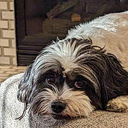 Izzy is registered to the contest to win money with this photo: dog, black_and_white, fluffy, laying_down, blanket, cozy, close_up, pet, fur, indoors, resting, cute, animal, companion, portrait, eyes, snout, paw, calm, soft_lighting