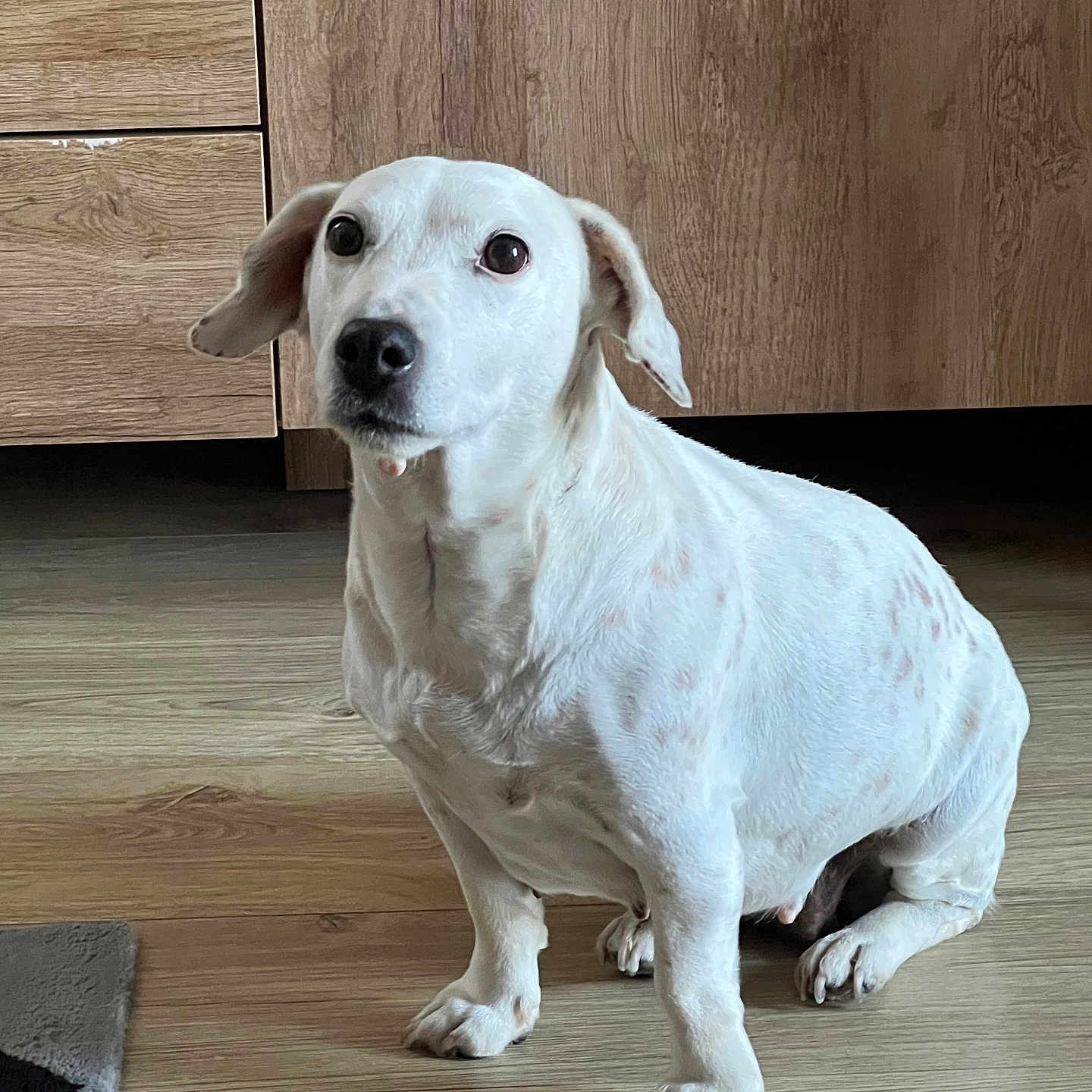 Happy participe au concours pour gagner de l'argent avec cette photo : dog, white_dog, pet, animal, sitting, indoors, wooden_floor, wood_cabinet, home, portrait, close_up, floppy_ears, black_nose, brown_eyes, short_hair, collar, paws, cute, alert, photography