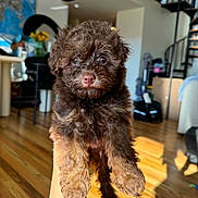 Levi is registered to the contest to win money with this photo: animal, brown_fur, cozy, curly_fur, cute, dog, domestic_animal, eyes, fur, hand_holding, indoor, living_room, nose, pet, puppy, small_dog, spiral_staircase, sunlight, wooden_floor, young