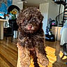 animal, brown_fur, cozy, curly_fur, cute, dog, domestic_animal, eyes, fur, hand_holding, indoor, living_room, nose, pet, puppy, small_dog, spiral_staircase, sunlight, wooden_floor, young