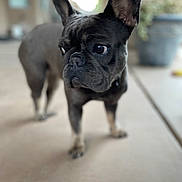Josie is registered to the contest to win money with this photo: alert, animal, black_coat, blurred_background, canine, carpet, companion, curious, dog, ears, four_legs, french_bulldog, home, indoor, muzzle, pet, portrait, short_hair, standing, whiskers
