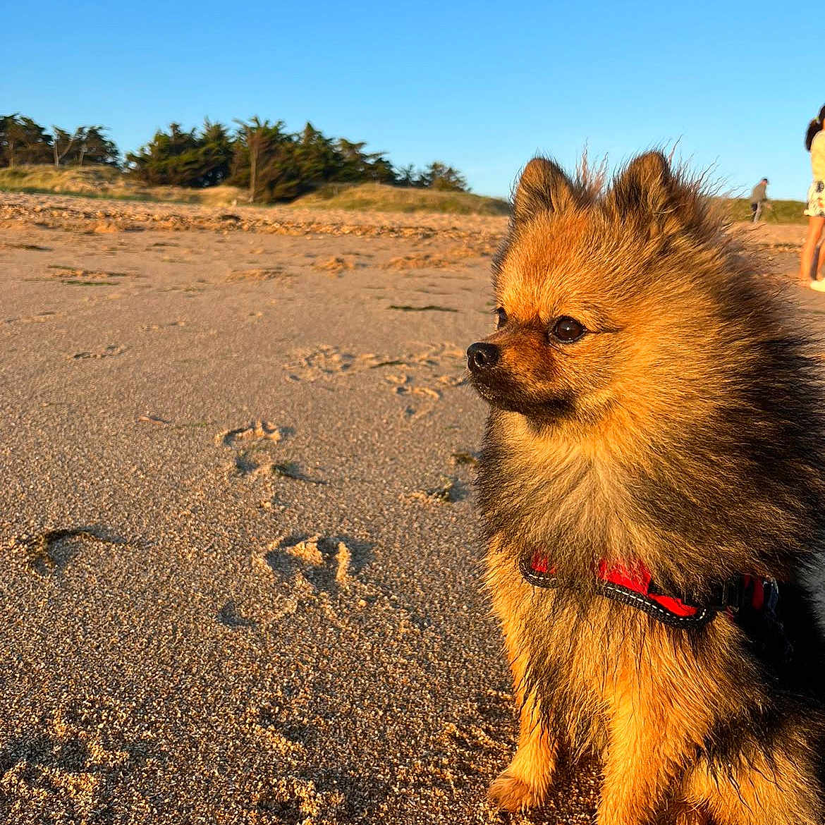 Oslo a rejoint le concours — aidez-le/la à gagner de superbes lots ! animal, beach, canine, coast, dog, face, grass, head, nature, outdoors, person, pet, photography, portrait, puppy, rock, sea, shoreline, soil, water