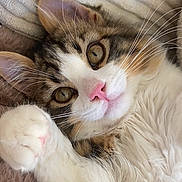 Manny participe au concours pour gagner de l'argent avec cette photo : cat, fluffy, close_up, pet, cute, whiskers, pink_nose, paw, relaxed, lying_down, feline, indoor, soft_texture, tabby, white_fur, brown_fur, striped, cozy, sleepy, domestic_animal