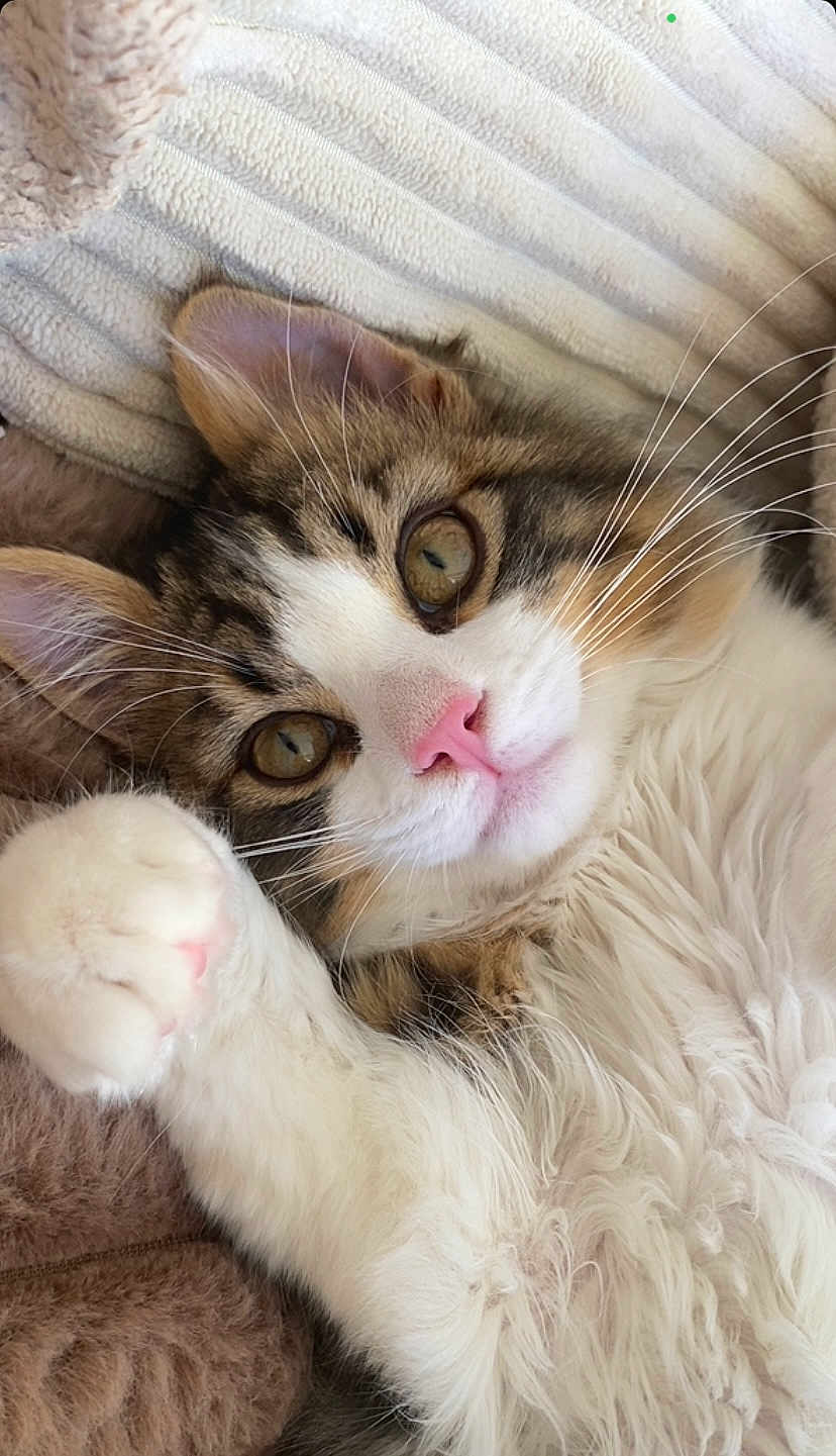 Manny participe au concours pour gagner de l'argent avec cette photo : cat, fluffy, close_up, pet, cute, whiskers, pink_nose, paw, relaxed, lying_down, feline, indoor, soft_texture, tabby, white_fur, brown_fur, striped, cozy, sleepy, domestic_animal