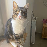 Diego a rejoint le concours — aidez-le/la à gagner de superbes lots ! cat, tabby_cat, white_paws, indoor, wooden_surface, window_light, radiator, furniture, pet, animal, sitting, looking_at_camera, whiskers, ears, floor, cozy, domestic, feline, calm, golden_eyes