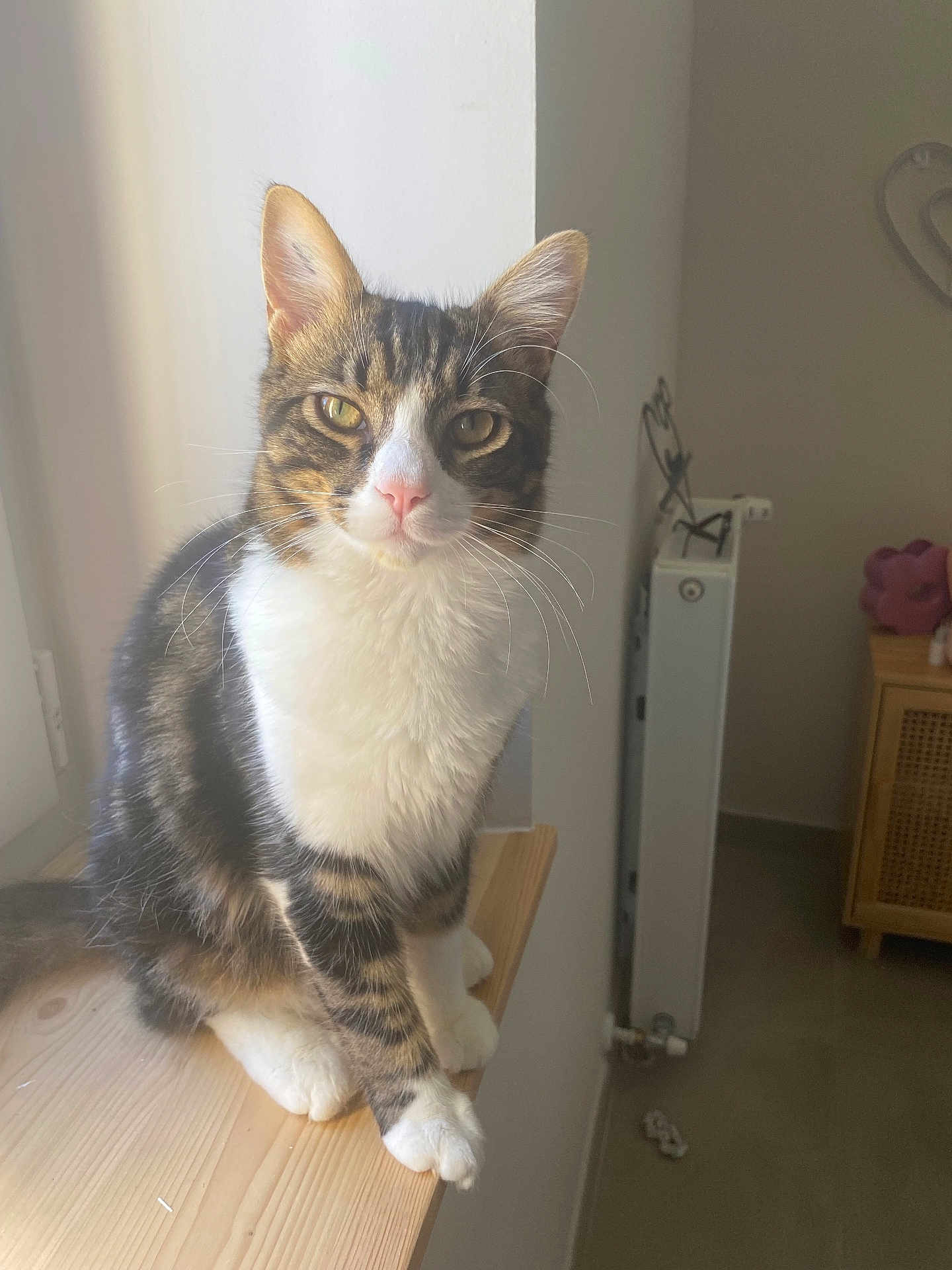 Diego a rejoint le concours — aidez-le/la à gagner de superbes lots ! cat, tabby_cat, white_paws, indoor, wooden_surface, window_light, radiator, furniture, pet, animal, sitting, looking_at_camera, whiskers, ears, floor, cozy, domestic, feline, calm, golden_eyes