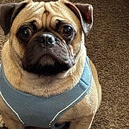 Henry is registered to the contest to win money with this photo: dog, pug, pet, animal, canine, fur, close_up, indoor, carpet, brown, beige, harness, looking_at_camera, ears, face, wrinkles, cute, sitting, expression, portrait