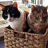 cat, cats, basket, window, green_eyes, indoor, pets, feline, curious, cozy, natural_light, woven_basket, domestic_cat, cute, companions, fur, whiskers, resting, sunlight, table
