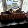 Luna Et Moana a rejoint le concours — aidez-le/la à gagner de superbes lots ! cat, cats, basket, window, windowsill, indoor, pet, animal, feline, wicker, towel, natural_light, home, cozy, domestic, resting, two_animals, looking, daylight, household