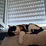 cat, calico_cat, sleeping, resting, indoor, window, blinds, towel, soft_surface, daylight, relaxation, fur, whiskers, paw, animal, pet, cozy, quiet, home, nap